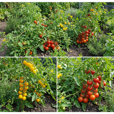 Tomato Seeds for Planting - Red and Yellow Varieties