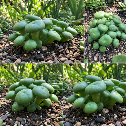 Green Mushroom Vegetable Seeds - Grow Nutritious Green Mushrooms for Unique and Tasty Harvest