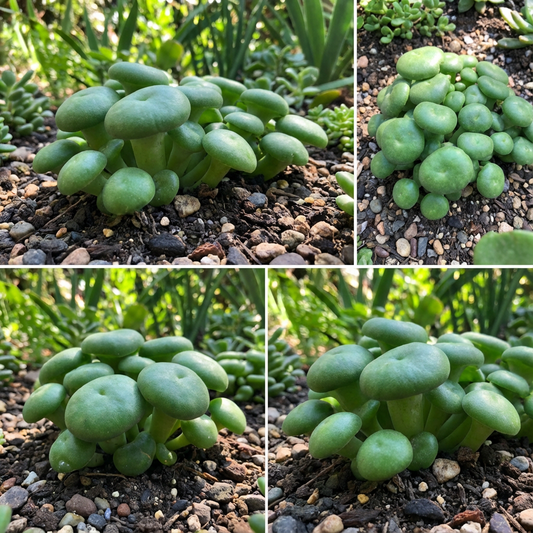 Green Mushroom Vegetable Seeds - Grow Nutritious Green Mushrooms for Unique and Tasty Harvest