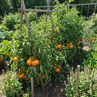 Plant Big Huge Orange Tomato Seeds for a Luscious Harvest