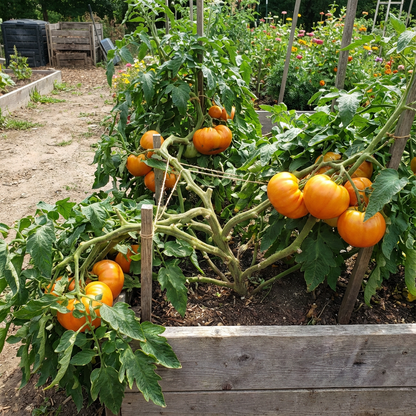 Plant Big Huge Orange Tomato Seeds for a Luscious Harvest