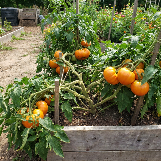 Plant Big Huge Orange Tomato Seeds for a Luscious Harvest