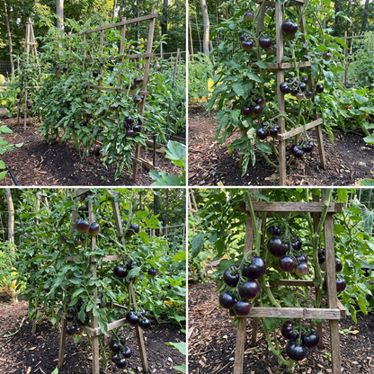 Big Huge Black Tomato Seeds for Planting | Heirloom Tomato Garden Seeds