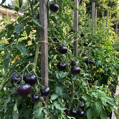 Big Huge Black Tomato Seeds for Planting | Heirloom Tomato Garden Seeds