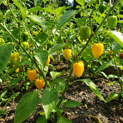 Planting Augustine Minorcan Datil Pepper Seeds