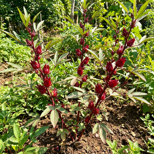 Belchanda Tengamora Seeds for Planting