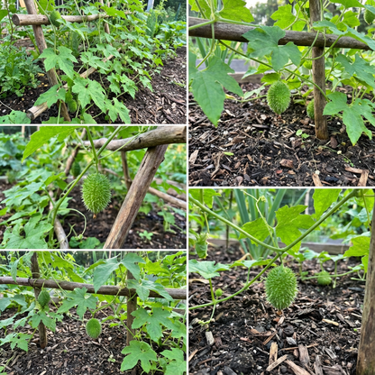 Thorn Gourd Vegetable Seeds for Planting