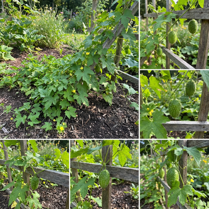 Thorn Gourd Vegetable Seeds for Planting