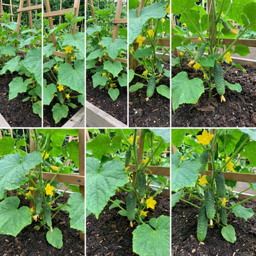 Gurkenpflanzen Vegetable Seeds for Easy Planting