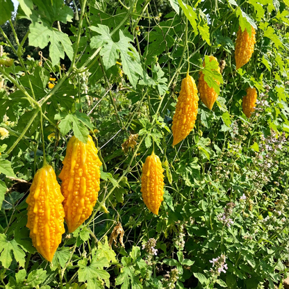 Yellow Bittergourd Vegetable Seeds Planting