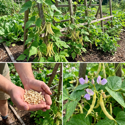 Yellow Arikara Beans Vegetable Seeds Planting