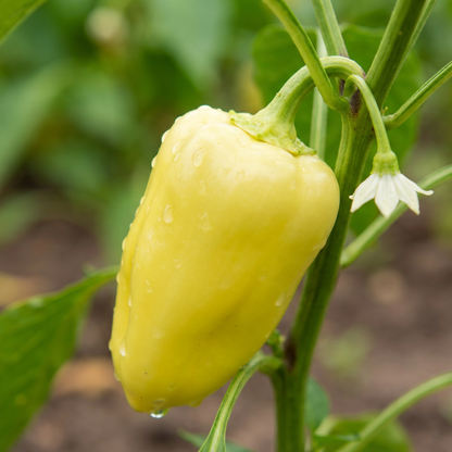 Light Yellow Bell Pepper Seeds for Planting