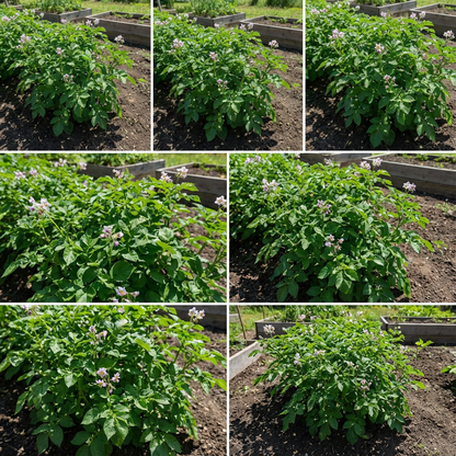 Segunda Papas Vegetable Seeds for Planting - Seed for Delicious and Nutritious Potato