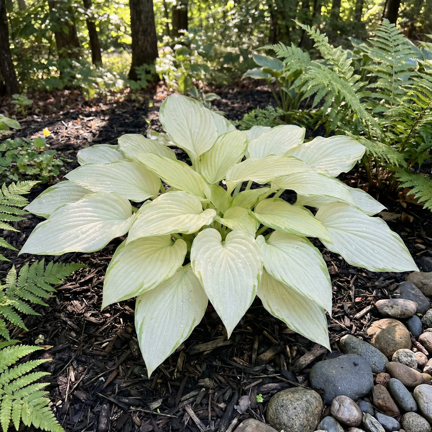 Hosta-Samen zum Pflanzen – Erbstück, Nicht-GVO, Mehrjährige Schattenpflanze, Hosta-Arten Laubsorten
