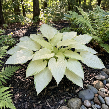Hosta-Samen zum Pflanzen – Erbstück, Nicht-GVO, Mehrjährige Schattenpflanze, Hosta-Arten Laubsorten