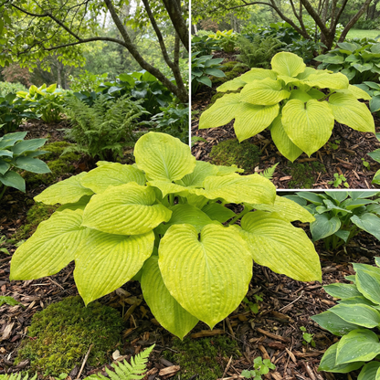 Hosta-Samen zum Pflanzen – Erbstück, Nicht-GVO, Mehrjährige Schattenpflanze, Hosta-Arten Laubsorten