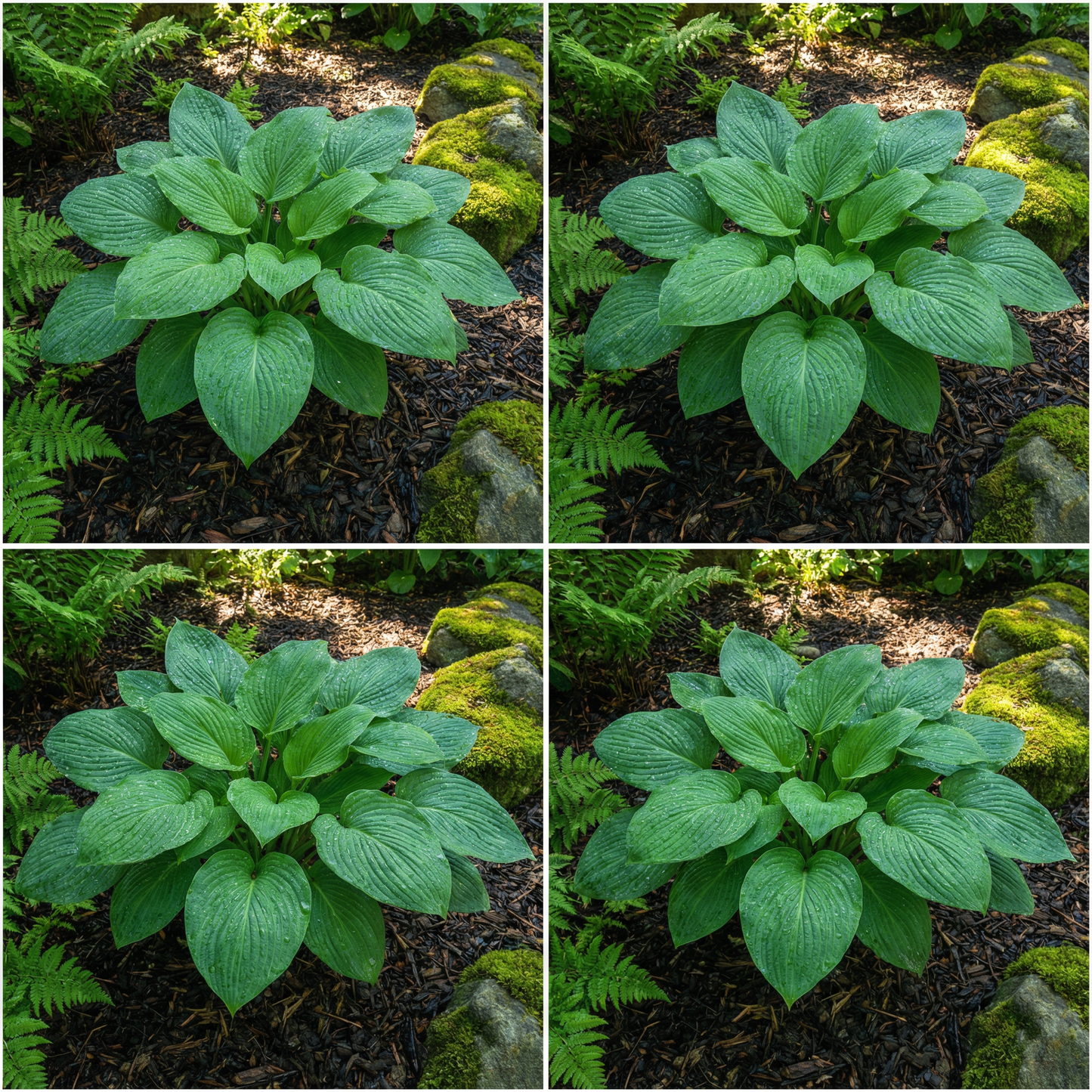 Hosta-Samen zum Pflanzen – Erbstück, Nicht-GVO, Mehrjährige Schattenpflanze, Hosta-Arten Laubsorten