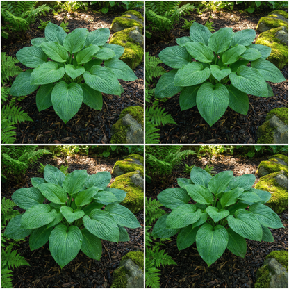 Hosta-Samen zum Pflanzen – Erbstück, Nicht-GVO, Mehrjährige Schattenpflanze, Hosta-Arten Laubsorten