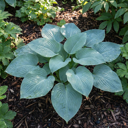 Hosta-Samen zum Pflanzen – Erbstück, Nicht-GVO, Mehrjährige Schattenpflanze, Hosta-Arten Laubsorten