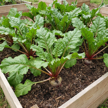 Sugar Beet Heirloom Vegetable Seeds