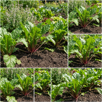 Sugar Beet Heirloom Vegetable Seeds