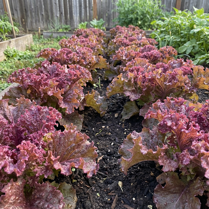 Purple Lettuce Seeds for Easy Planting