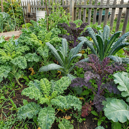 Premium Kale Planting Seeds