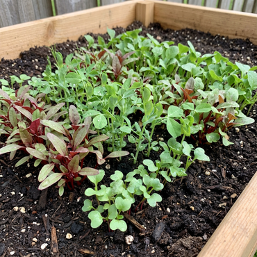 Nutritious Microgreens Seeds for Planting