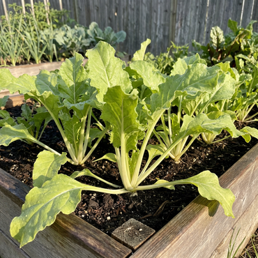 Sweet Cream Beet Vegetable Seeds for Easy Planting