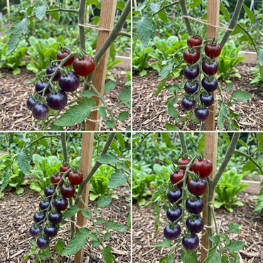 Blue Indigo Rose Tomato Seeds for Planting