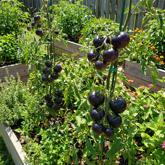 Blue Indigo Rose Tomato Seeds for Planting