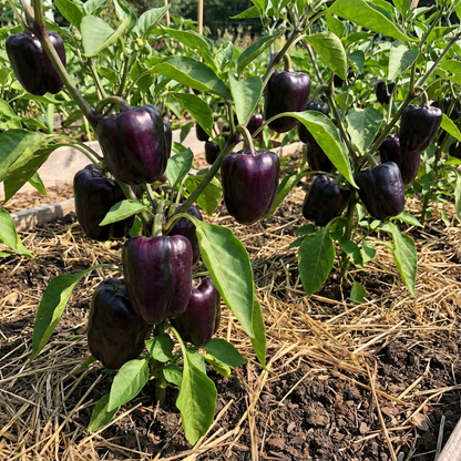 Deep Purple Bell Pepper Seeds for Planting