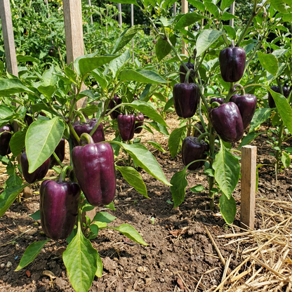 Deep Purple Bell Pepper Seeds for Planting