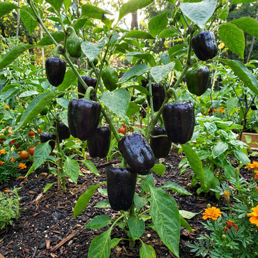Black Bell Pepper Vegetable Seeds for Planting