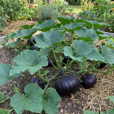 Black Pumpkin Seeds for Planting - Grow Delicious Vegetables