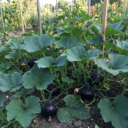 Black Pumpkin Seeds for Planting - Grow Delicious Vegetables