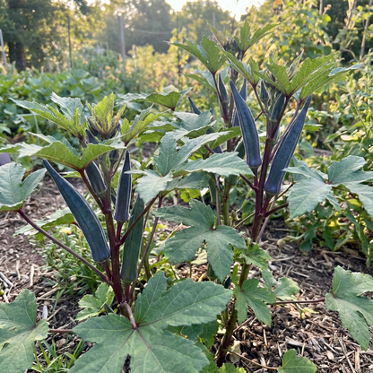Okra Blue Seeds for Easy Planting