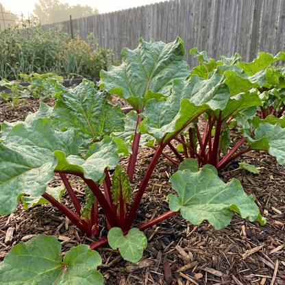 Red Swiss Ruby Vegetable Seeds for Easy Planting