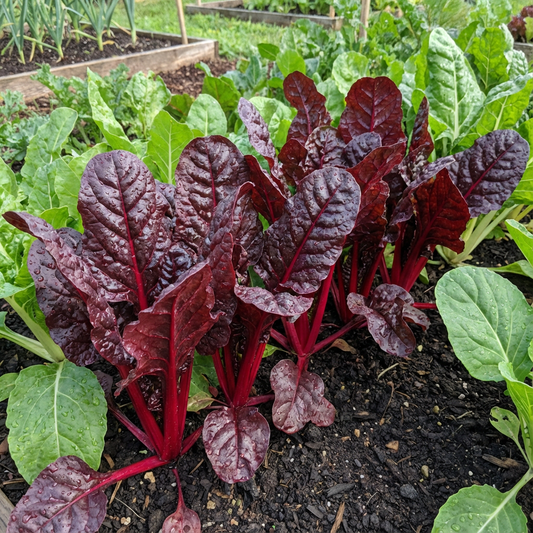 Red Swiss Ruby Vegetable Seeds for Easy Planting