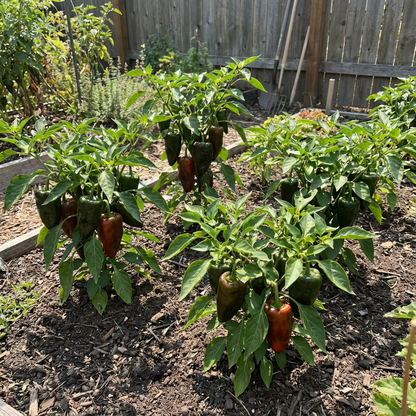 Ancho Poblano Seeds for Flavorful Homegrown Peppers