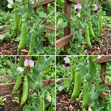 Snap Pea Seeds for Easy Planting