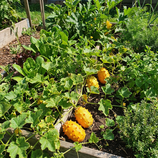Yellow Cucumis Metuliferus Vegetable Seeds Planting