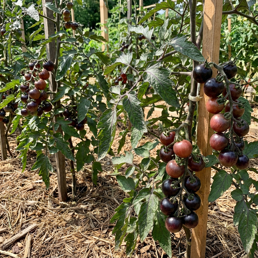Black Red Tomato Vegetable Seeds for Planting