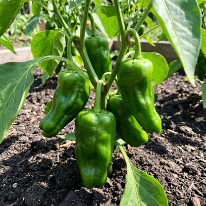 Padron Pepper Seeds for Planting - Grow Your Own Delicious Peppers