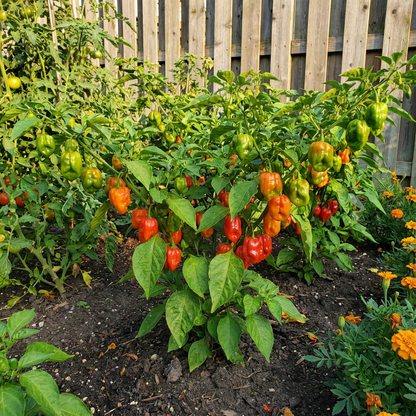 Habanero Chili Seeds for Planting