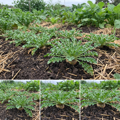 Nutritious Maca Seeds for Planting