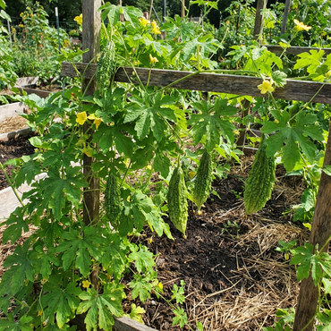 Karela Vegetable Seeds for Planting