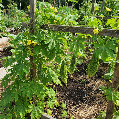 Bittergourd Seeds: Army Green for Planting