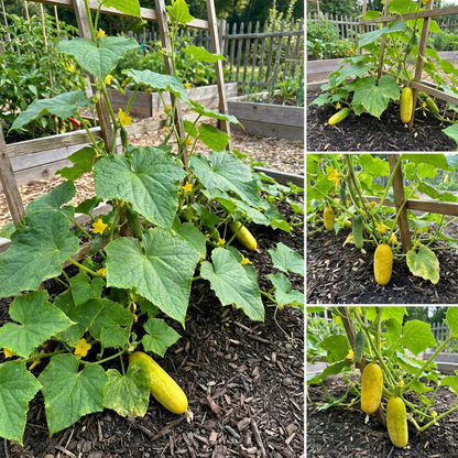 Yellow Cucumber Seeds Planting Kit - Grow Your Own Veggies