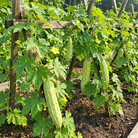 Pale Green Bittergourd Vegetable Seeds for Planting